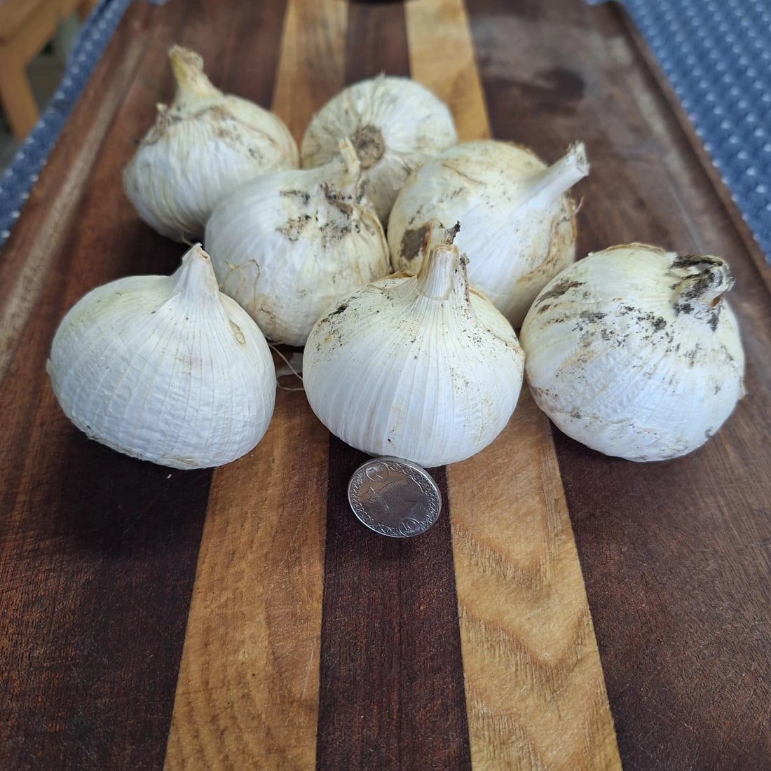 Elephant garlic monobulbs beside a ten pence piece for scale