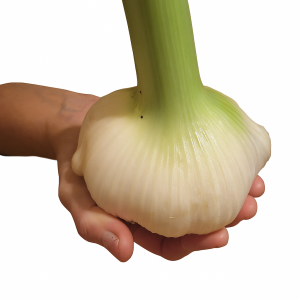 Elephant Garlic - 8 cloves